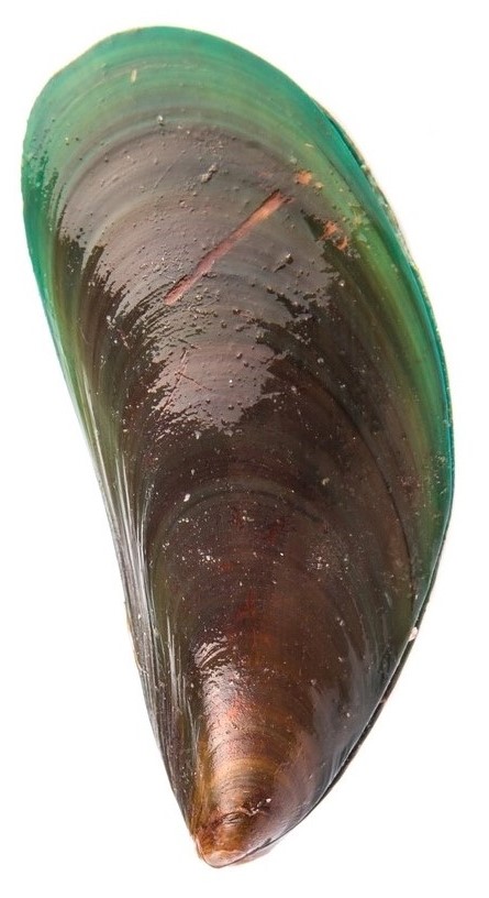 green lipped mussel for cats and dogs